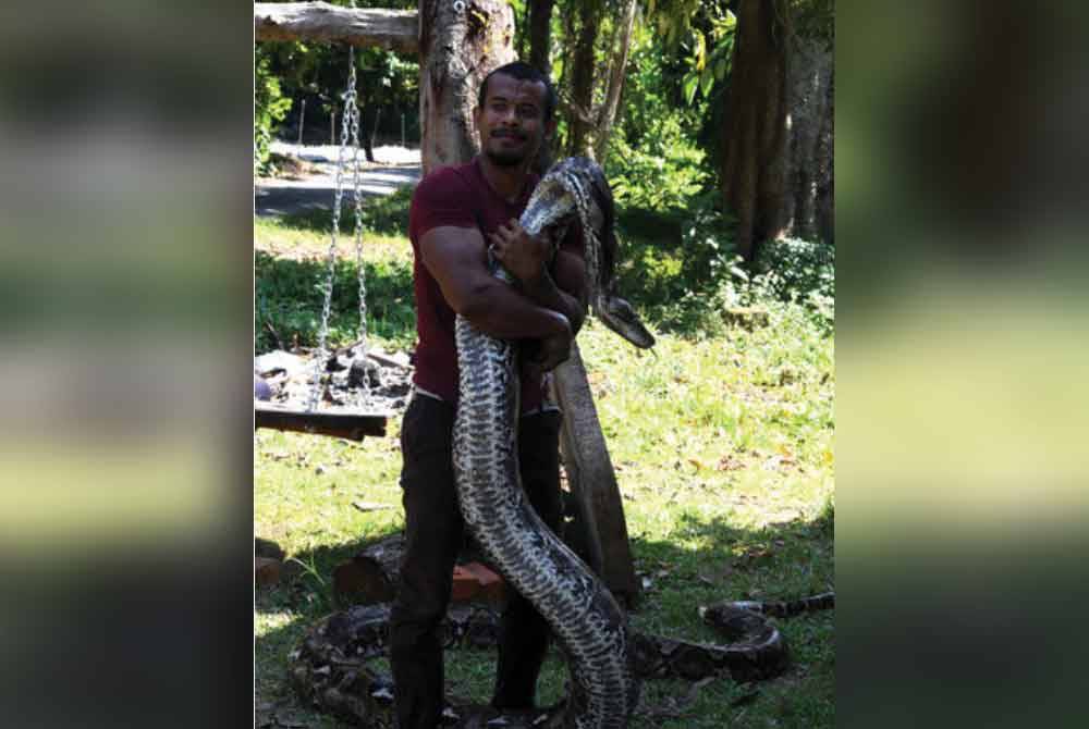 Cik Kiah dianggarkan sepanjang tujuh meter didakwa sebagai ular sawa batik peliharaan terbesar di Asia. Foto Bernama