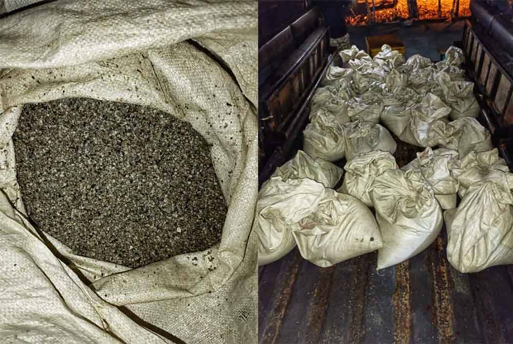 Antara benih kerang yang cuba diseludup masuk oleh tekong terbabit.