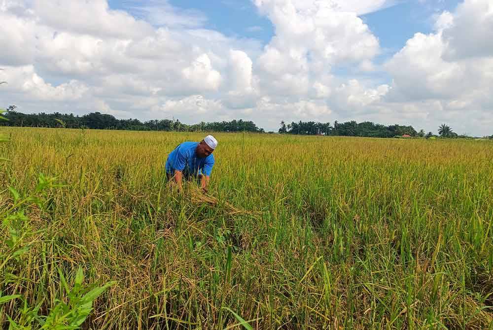 Samsudin memeriksa pokok padi terkena serangan penyakit BLB yang diusahakan di Parit 10 Permatang Pelanduk.