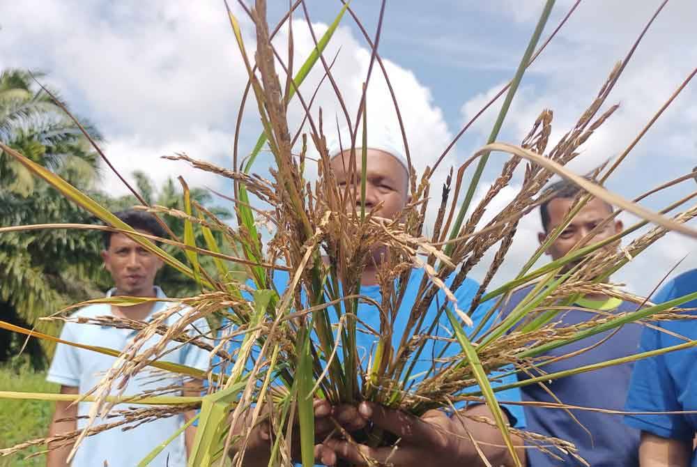 Pokok padi yang mengalami serangan penyakit BLB tidak dapat dituai.