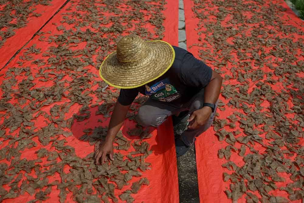Keadaan cuaca hujan yang semakin reda di Terengganu ternyata memberi kelegaan kepada pengusaha keropok keping ikan di sini dan membenarkan mereka kembali menjalankan rutin harian bagi menghasilkan makanan ringan kegemaran ramai itu. - Foto Bernama