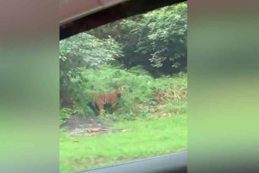 Sebuah keluarga berdepan detik cemas apabila melihat seekor harimau belang yang berkeliaran di Jalan Kuala Balah-Dabong dekat Bukit Kiwi, di Jeli pada Ahad.