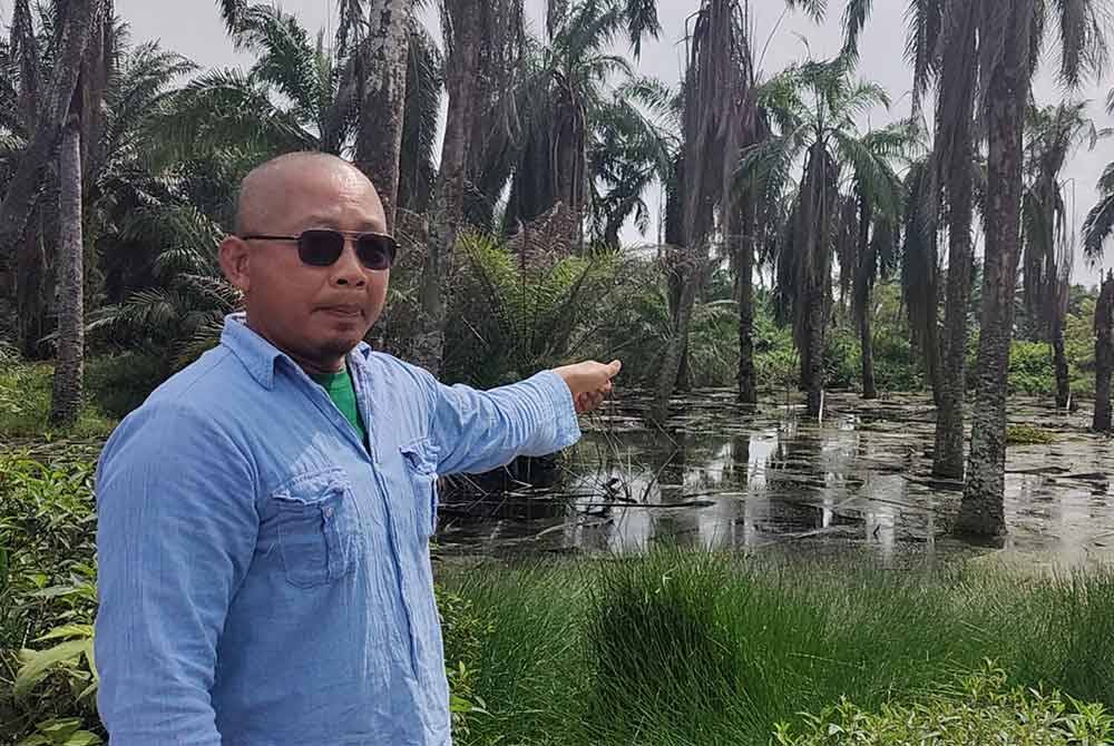 Zamali menunjukkan keadaan pokok sawit yang terendam terlalu lama akibat banjir.