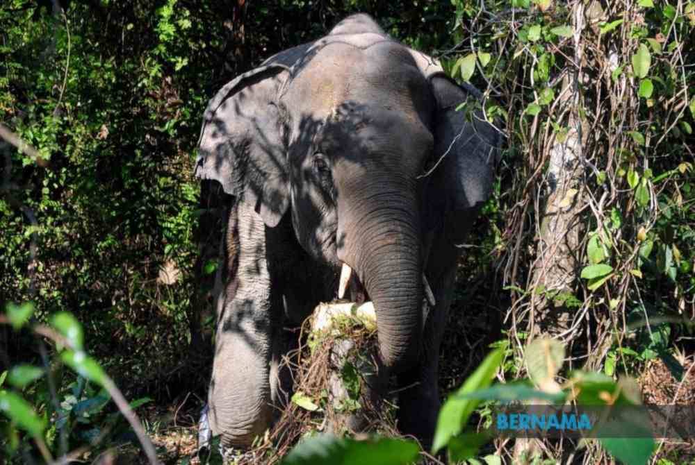 Penduduk Orang Asli suku kaum Temiar di Kampung Bujuk, Pos Bihai terpaksa membina bangsal sementara di atas bukit selepas penempatan mereka diceroboh gajah liar. (Gambar hiasan) Foto Bernama
