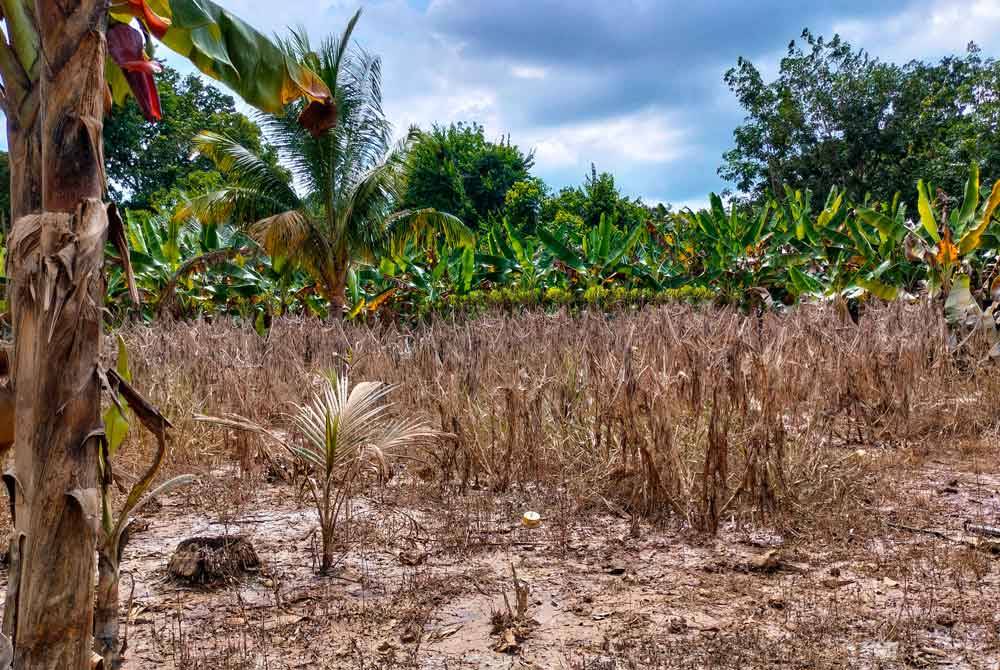 Antara sebahagian tanaman seperti ubi kayu, pisang yang musnah ditenggelami banjir.