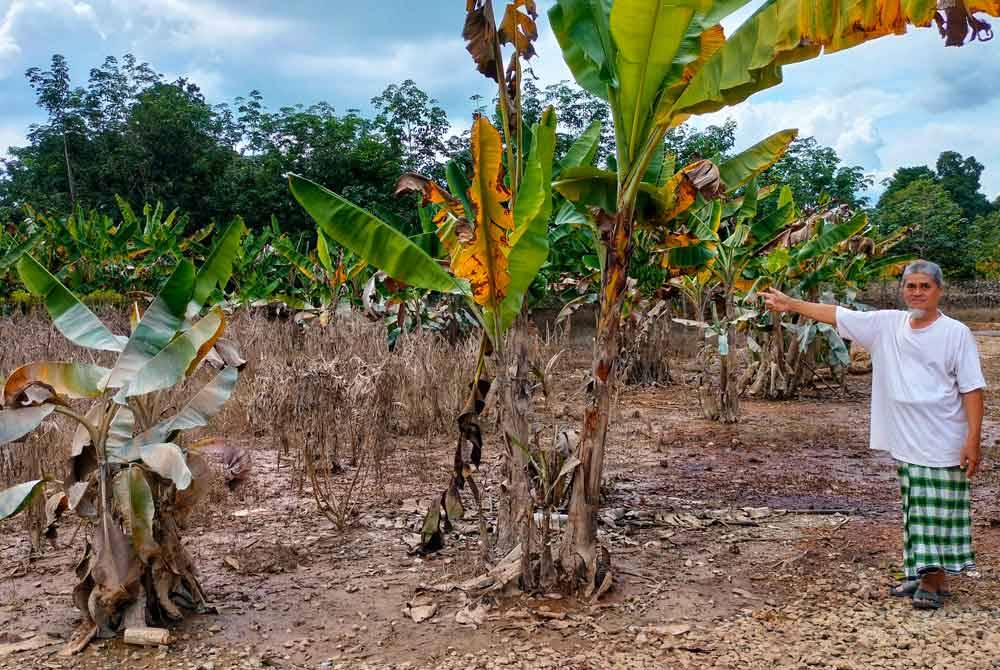 Mostapah menunjukkan hasil tanaman kebun miliknya yang musnah akibat banjir.
