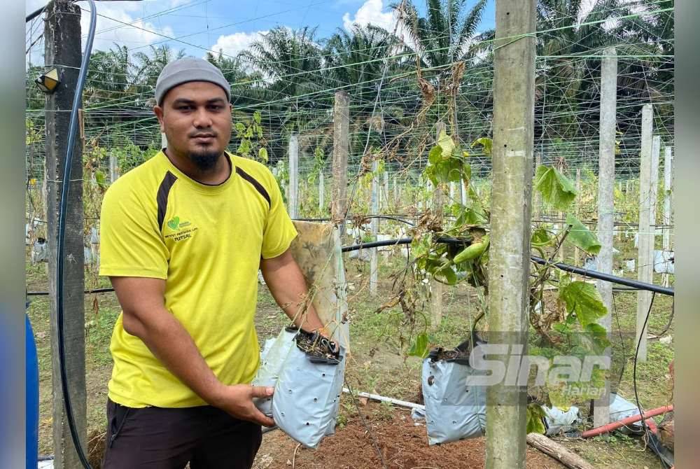 Mohd Nor Hafiz menunjukkan kerosakan pada tanaman mentimun yang diusahakan.