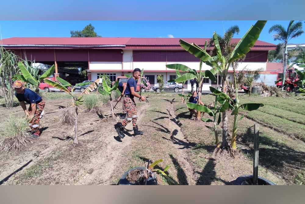 Anggota bomba BBP Alor Setar akan meluangkan masa di kawasan tanaman mereka jika tidak mempunyai operasi.