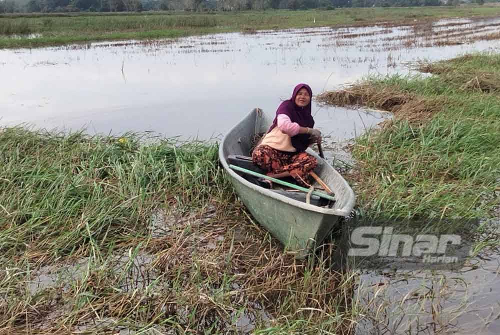 Rahimah menggunakan perahu kecil untuk memasang pukat dan tukir di tengah sawah padi.