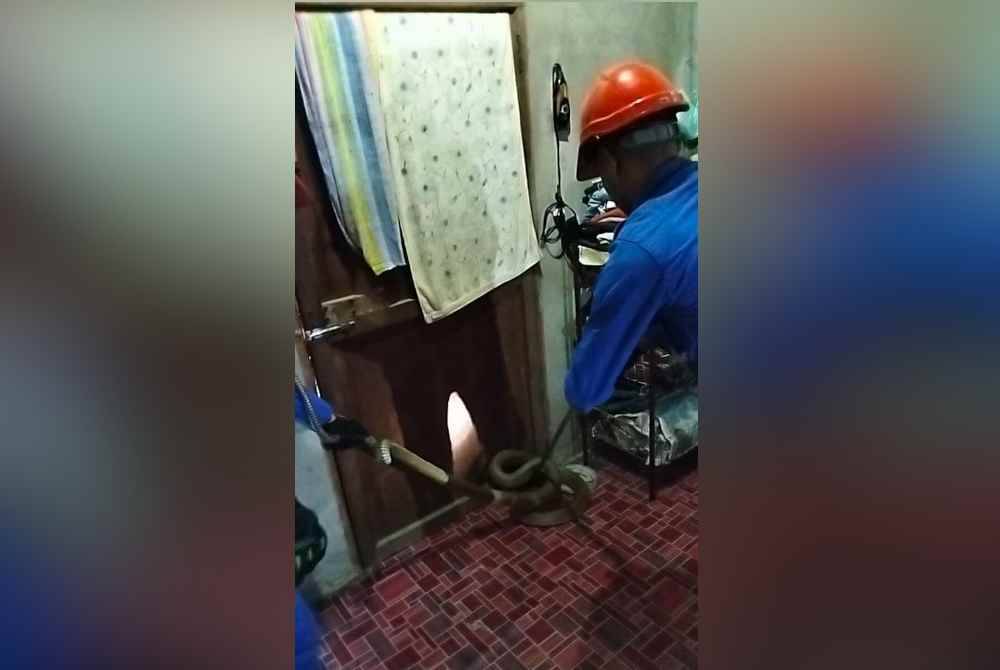 Anggota APM Baling berusaha menangkap ular tedung selar di sebuah rumah di Kampung Keledang, Baling pada petang Sabtu. Foto APM Baling