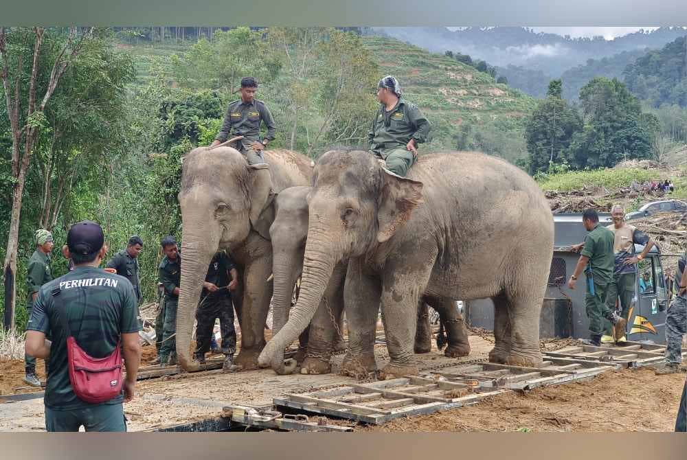 Operasi memindahkan Aga Legap melibatkan 29 kakitangan Perhilitan Perak dan PKGK, Kuala Gandah, Pahang.