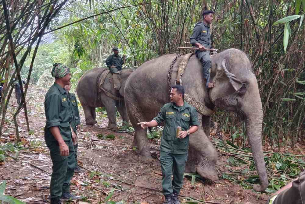 Khidmat gajah denak, Abot dan Rambai diperlukan untuk memujuk Aga Legap sebelum dipindahkan ke Hutan Simpan Belum, Gerik.