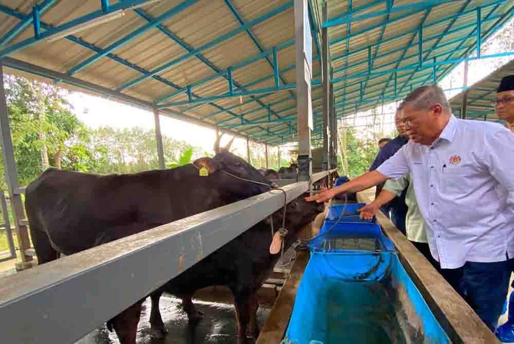 Mohamad memeriksa lembu baka wagyu semasa lawatan ke projek pembiakan dan penternakan lembu baka wagyu di Kampung Seneng, Jelawat, Bachok pada Isnin.