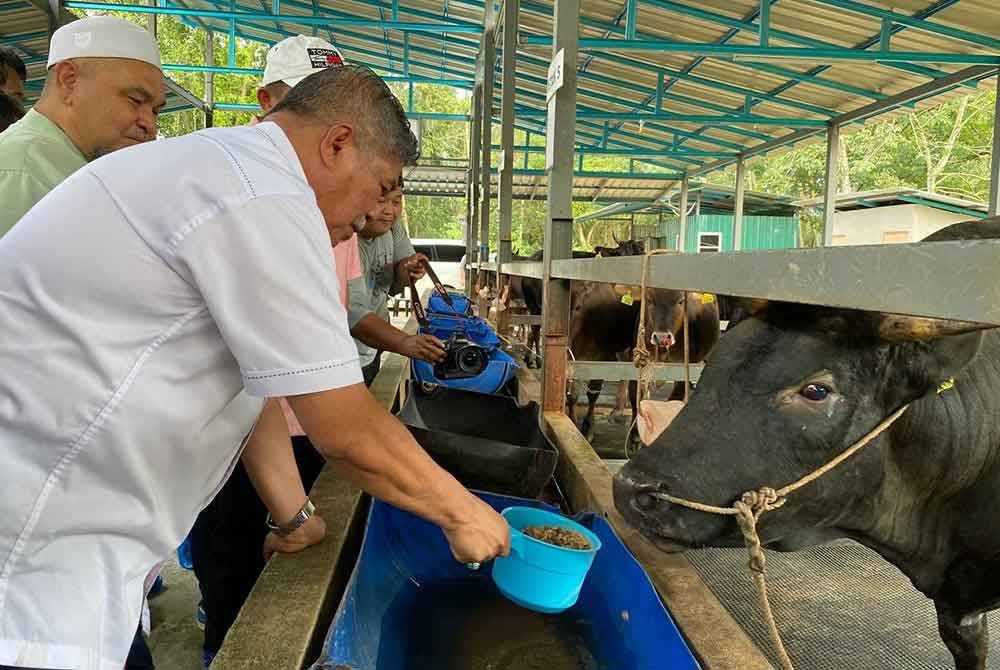 Mohamad tidak melepaskan peluang memberi ternakan lembu baka wagyu makanan semasa sesi lawatan ke projek pembiakan dan penternakan lembu baka wagyu di Kampung Seneng, Jelawat, Bachok.