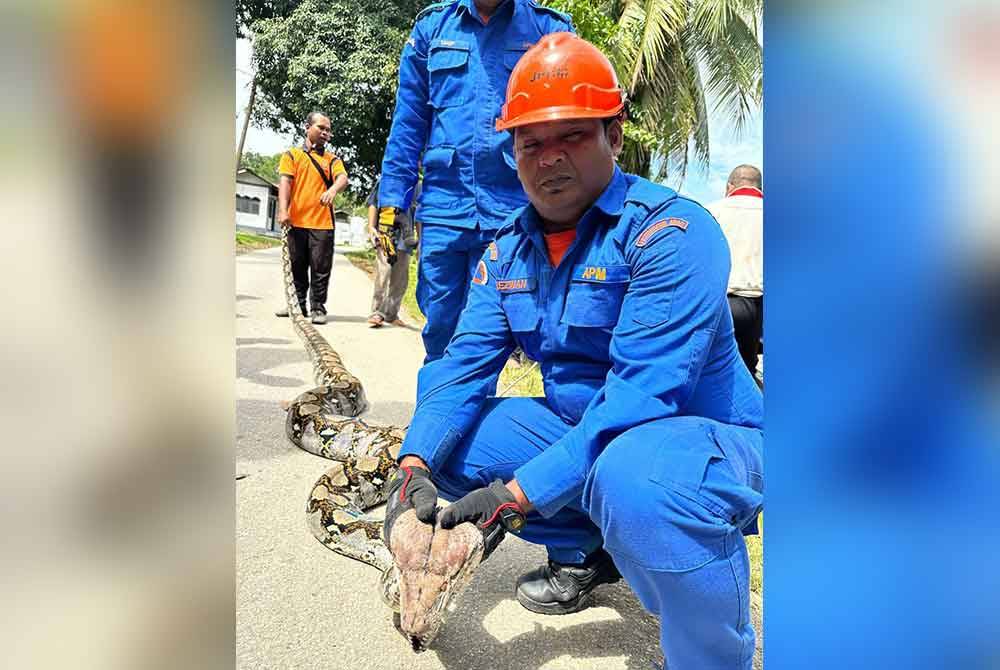 Ular sawa yang berjaya ditangkap APM di Kampung Charok Bakong, Dalam Wang, Baling.