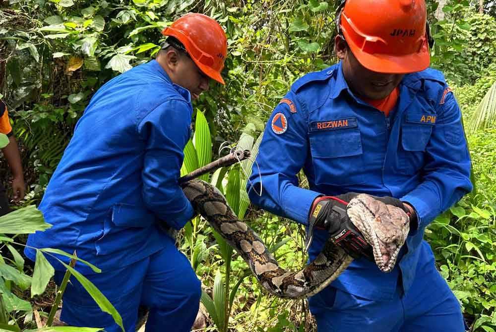 Anggota APM membawa ular sawa ke kenderaan.