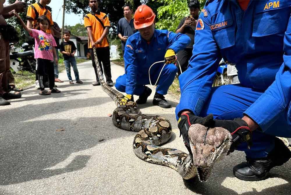 Anggota APM mengambil masa satu jam sebelum berjaya menangkap ular sawa ini.