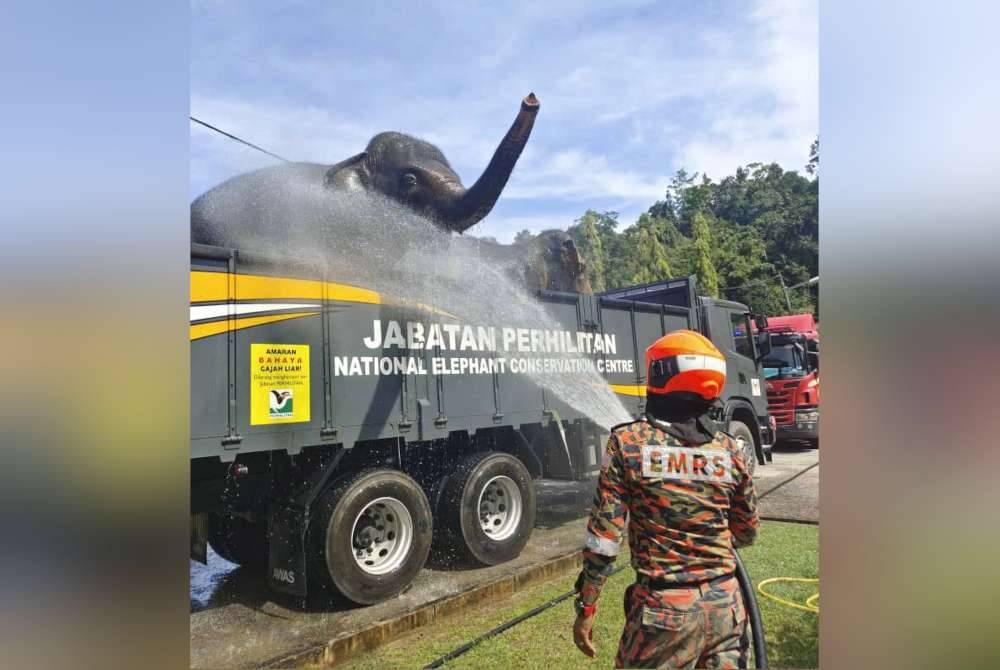 Balai Bomba dan Penyelamat Sik turut dipanggil untuk membantu menyembur air terhadap empat gajah berkenaan bagi mengelak daripada dehidrasi akibat cuaca panas.