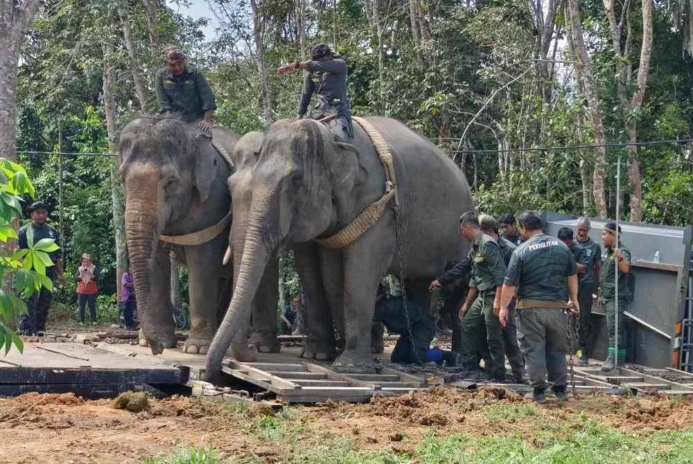 Perhilitan melaksanakan operasi pindah Yob Napi, gajah liar jantan yang berjaya ditangkap di Kampung Chepor, Lenggong pada Khamis.