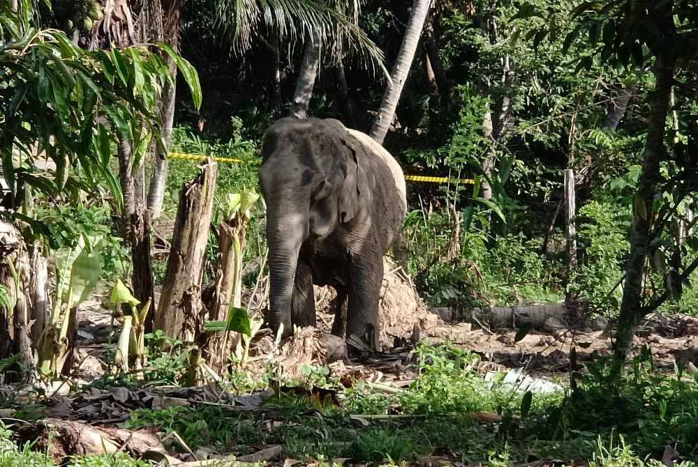 
Salah seekor gajah liar jantan berjaya ditangkap Perhilitan selepas dilaporkan memusnahkan tanaman penduduk di Kampung Chepor, Lenggong.