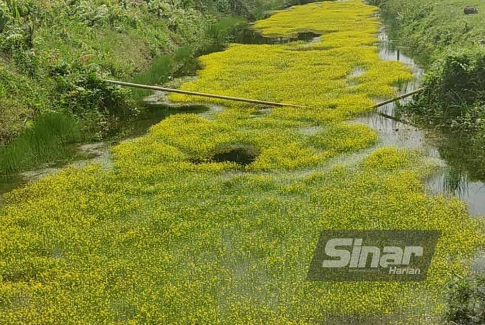 Fenomena pelik rumpai mengeluarkan bunga berwarna kuning di dalam parit di Jalan Rizab Derahman, Kampung Bukit Hijau pada Jumaat.
