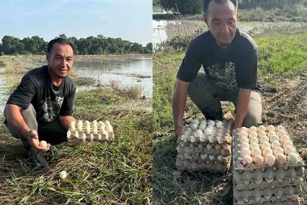 Itik yang dilepaskan di bendang menghasilkan lebih banyak telur berbanding biasa.