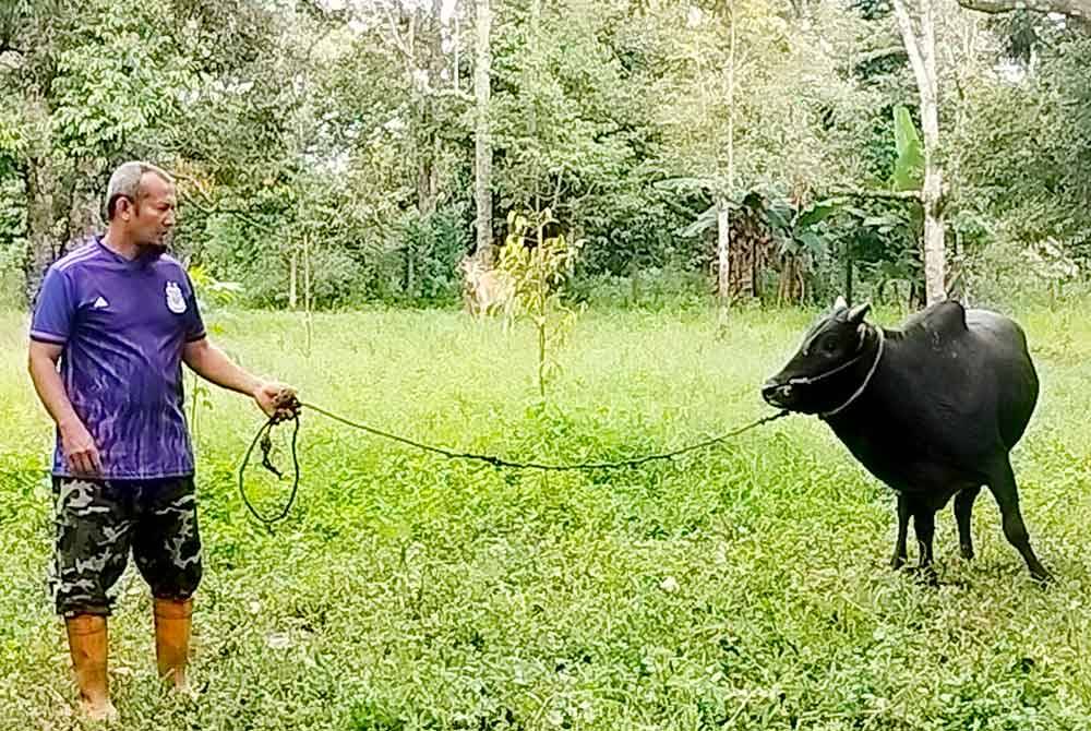 Wan Mohd Sofian melihat lembu jantan hitam yang diganti di kebun miliknya di Kampung Batu Hitam.