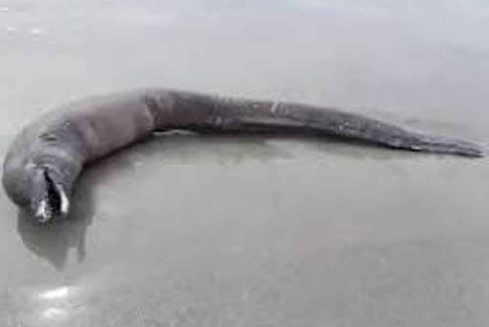 Ikan aneh yang ditemui mati terdampar di pantai Mexico.- Agensi