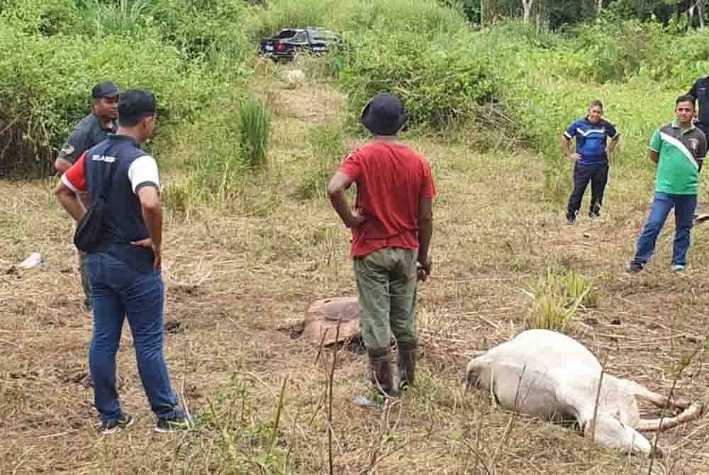Dua lembu milik Mohd Shahrul Azhar mati akibat diserang harimau belang di Kampung Pahit Dalam, Gerik. Foto ihsan pembaca