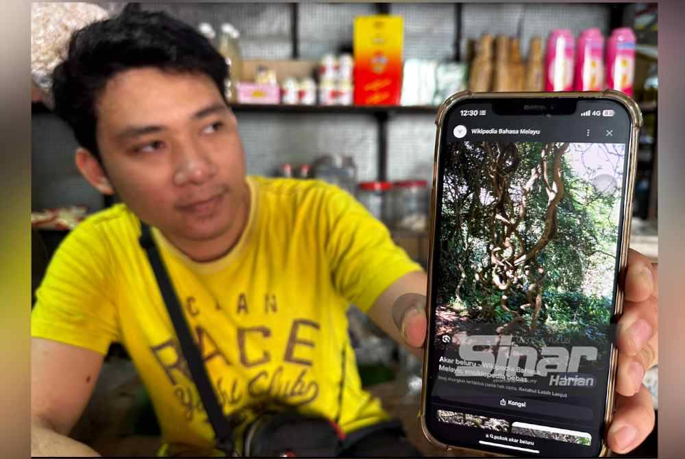 
Mohd Firdaus menunjukkan gambar pokok kayu beluru. Foto SINAR HARIAN