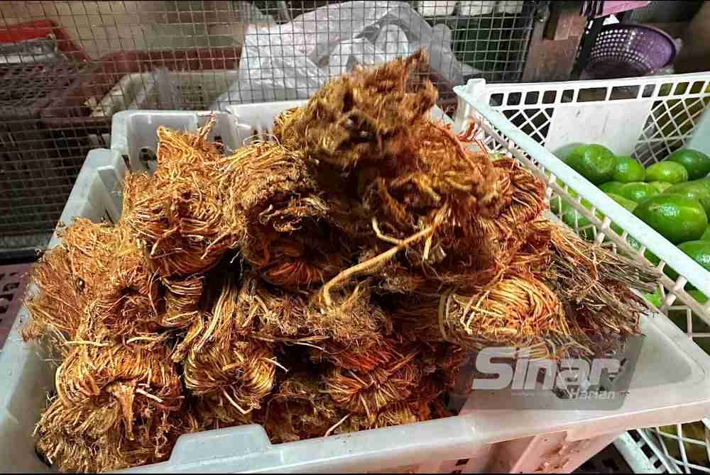 
Kayu beluru. Foto SINAR HARIAN