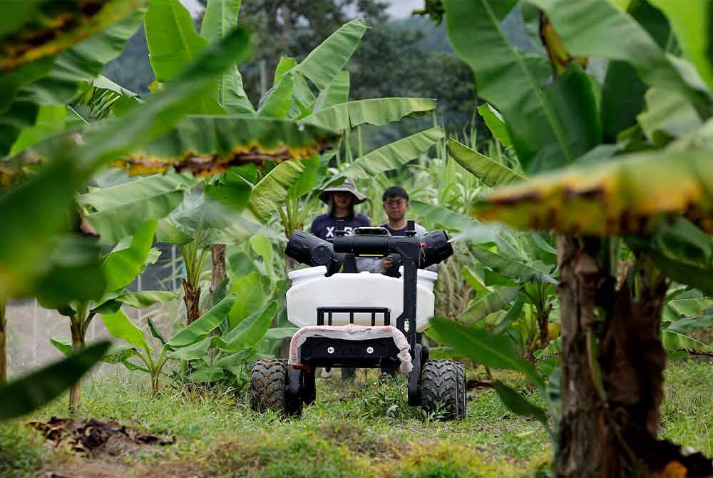Kelihatan dron darat (UGV) digunakan bagi meracun dan membaja tanaman yang terdapat di ladang integrasi moden di Labu Hilir dekat sini. Foto Bernama