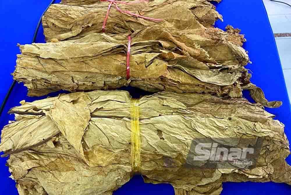 Kualiti tinggi yang ada pada jenis tembakau virginia ini menyebabkan bahan mentah itu menjadi pilihan utama.