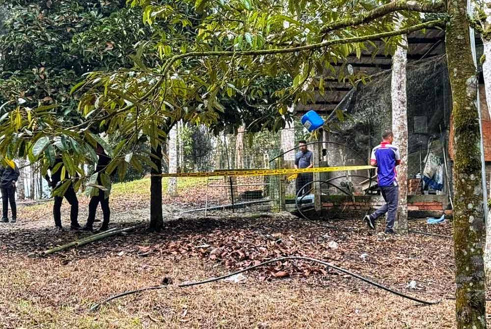 Lokasi kejadian di sebuah kebun durian dekat Jalan Air Terjun Chamang, Bentong.
Pix ihsan PDRM