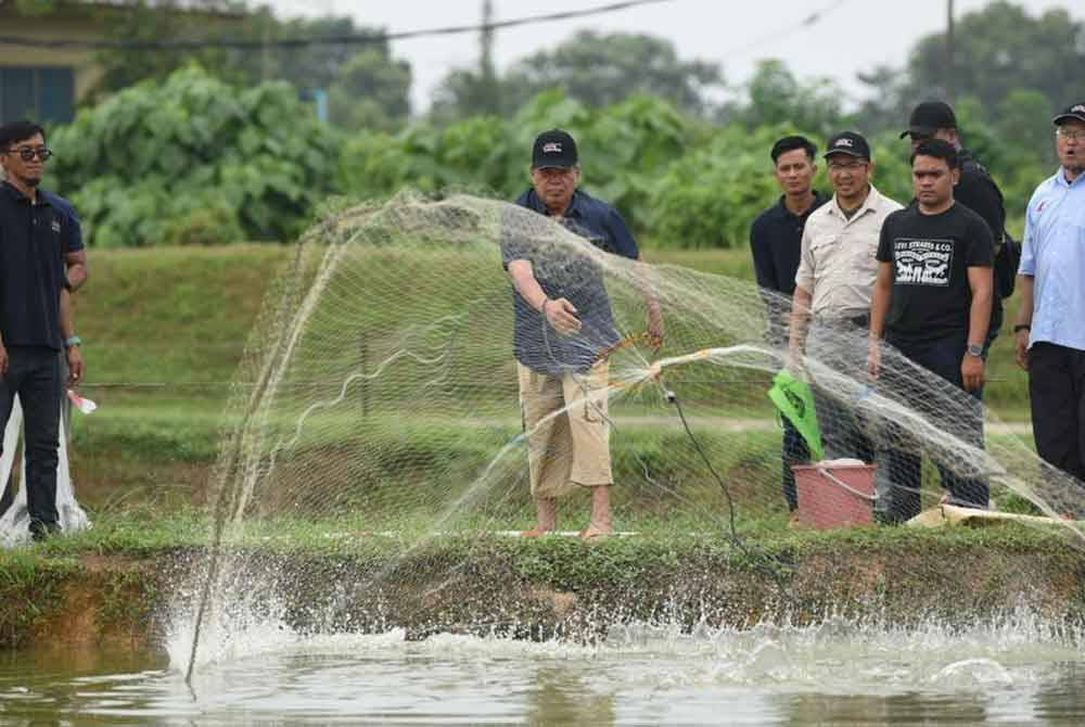 Mohamad berpeluang menjala ikan tilapia merah di kolam di ARC Berkat Agrafood.Foto: Mohd Rafiq Redzuan Hamzah.