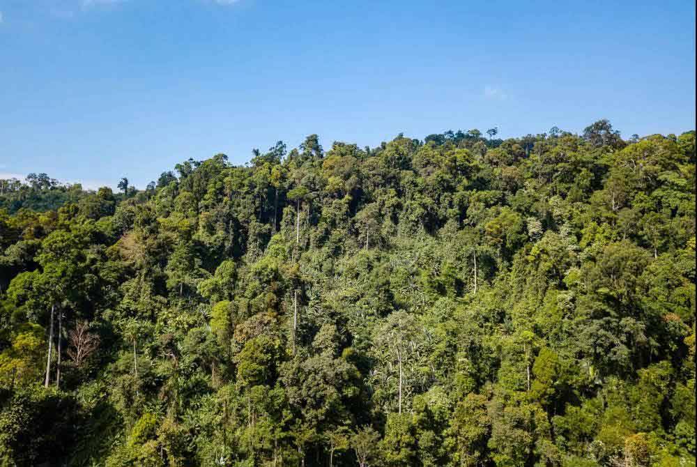 Peka dan SACF gagal memulakan prosiding semakan kehakiman dalam usaha untuk mencabar nyahwarta Bukit Cherakah sebagai hutan simpan. Foto hiasan