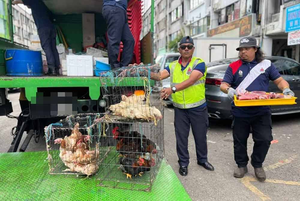 Ayam hidup disita DBKL dalam operasi terhadap penjaja asing.