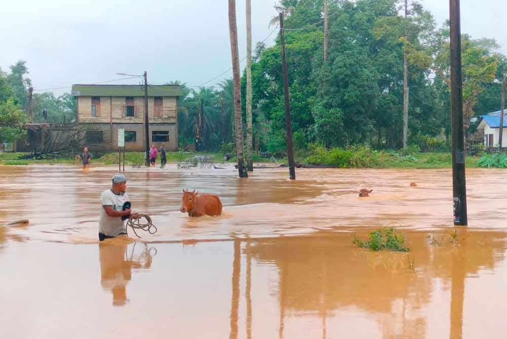 Seorang lelaki membantu meranduk air bagi memindahkan lembu dari kandang di Kampung Bukit Denau pada Khamis.