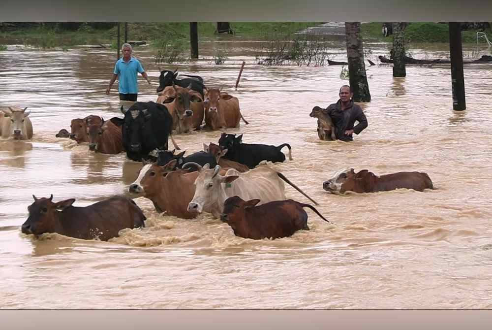 Azhar sempat menyelamatkan lembu ternakannya selepas kawasan Kampung Bukit Denau dinaiki air sejak awal pagi Khamis.