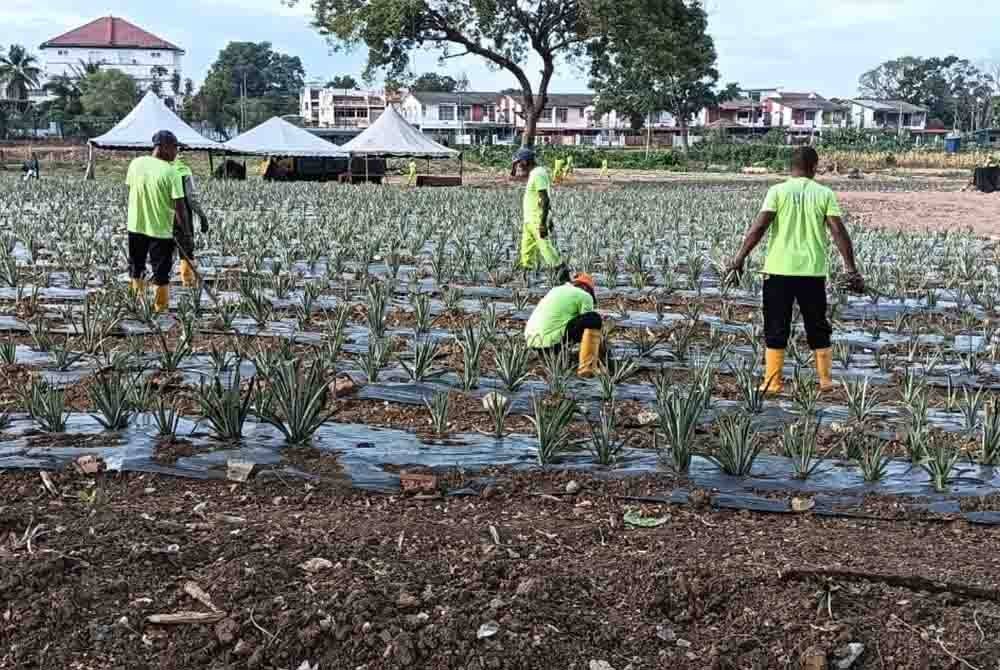 Penghuni Penjara Sungai Petani yang terpilih mengusahakan tanaman nanas MD2.