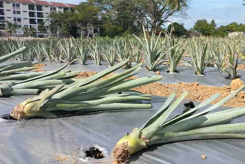 Sulur nanas MD2 yang sedia untuk ditanam.