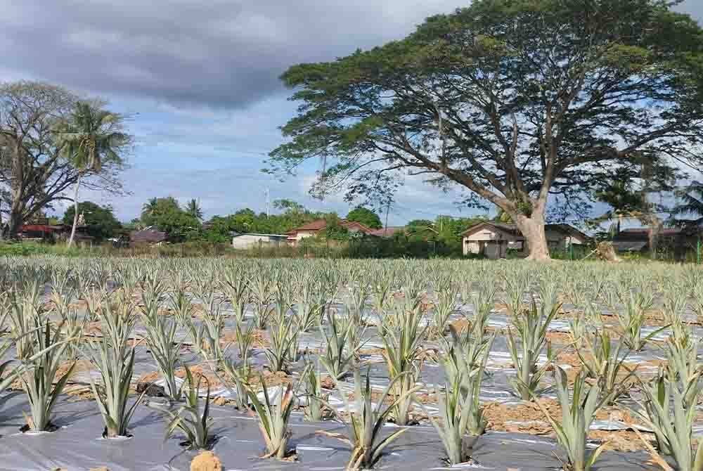 Nanas MD2 mendapat permintaan tinggi di pasaran disebabkan rasanya lebih manis berbanding jenis lain.