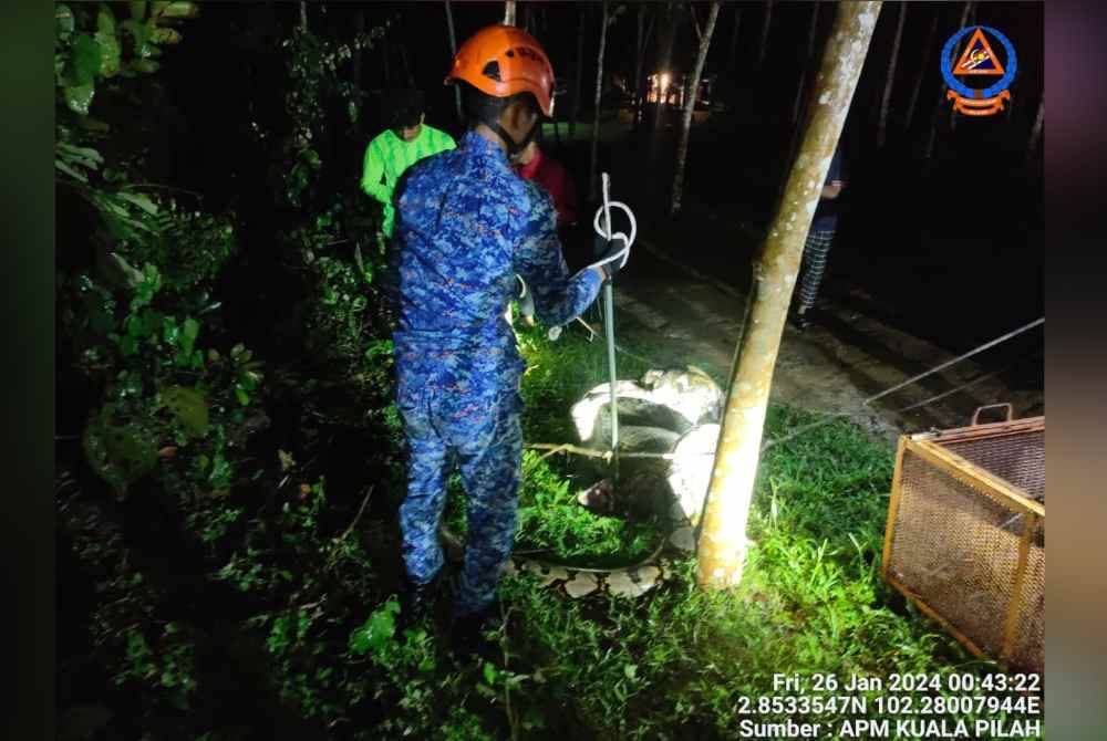Reptilia itu kelihatan kekenyangan selepas menelan seekor kambing dianggarkan seberat 25 kilogram. Foto APM