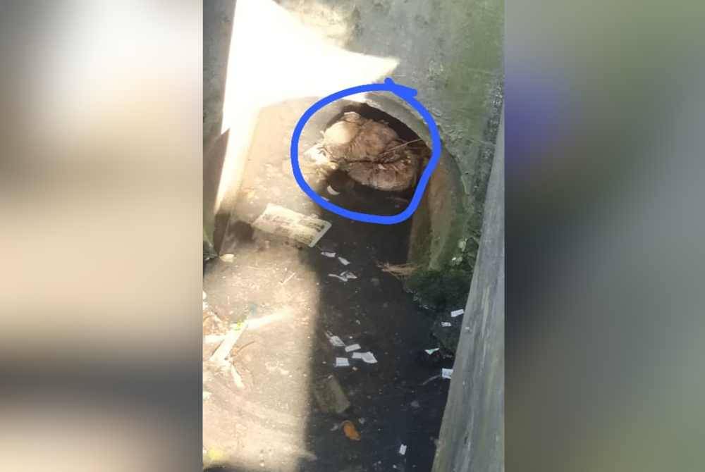 Bantal disangka ular dalam longkang di Jalan Air Panas, Air Telaga Setapak.