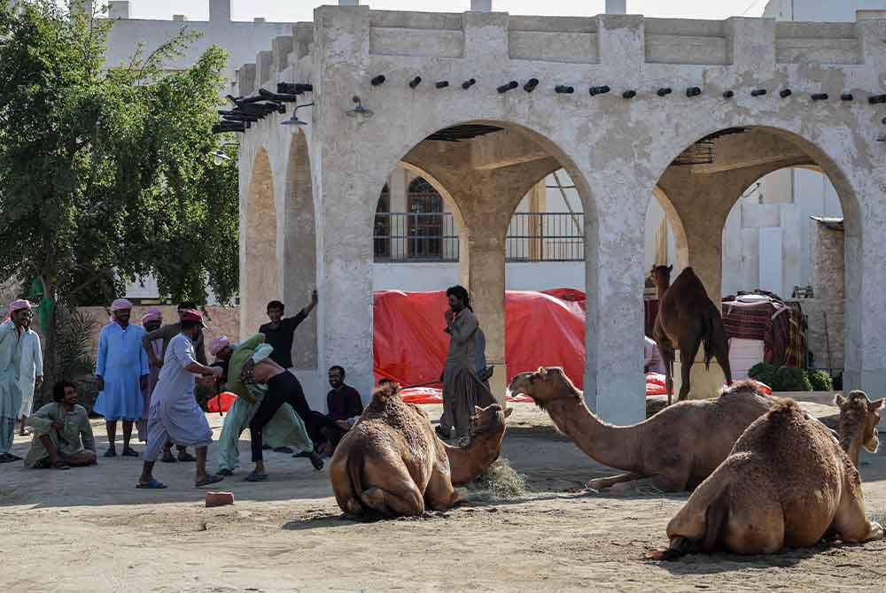 Penjaga-penjaga unta berehat selepas membersihkan unta yang akan ditunggang pengawal istana kerajaan Qatar di Souq Waqif. Foto: Bernama