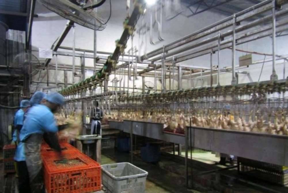 Syarikat pemprosesan ayam di Kulim yang didapati mengalirkan efluen ke longkang. Foto JAS