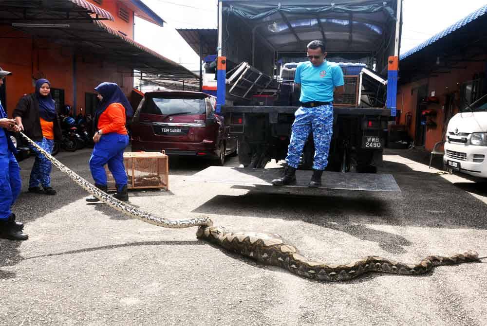 Pegawai Pertahanan Daerah Besut, Kapt (PA) Ramlan Ros Wahid (tengah) melihat anggota APM Setiu, Ahmad Amiruddin Mat Yusof memeriksa ular sawa yang menelan seekor kambing. Foto Bernama