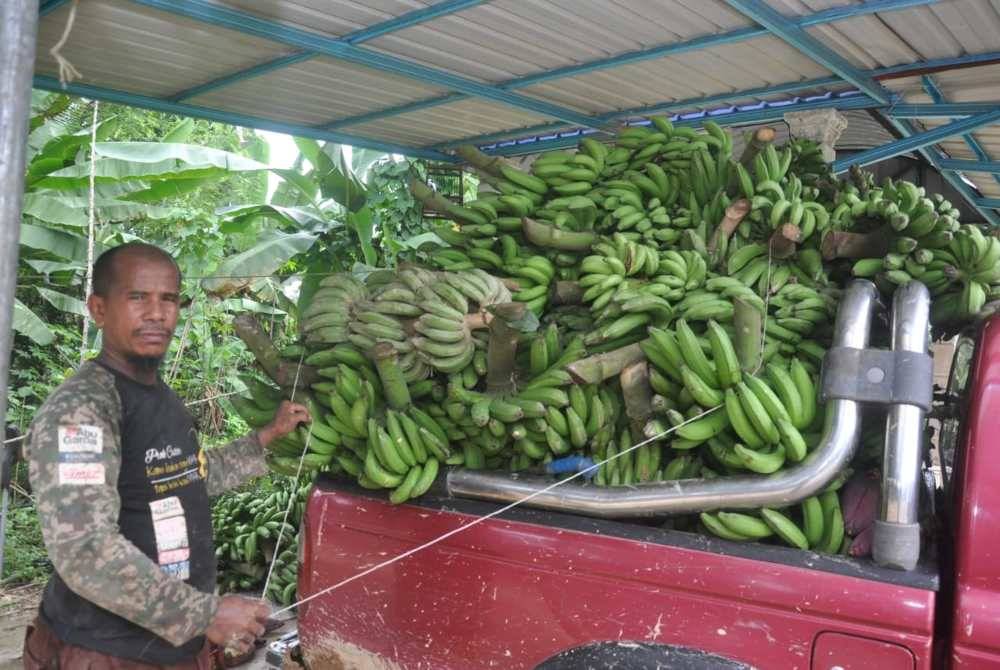Syukri menunjukkan hasil tanaman pisang yang dituai dan akan dihantar kepada pemborong.