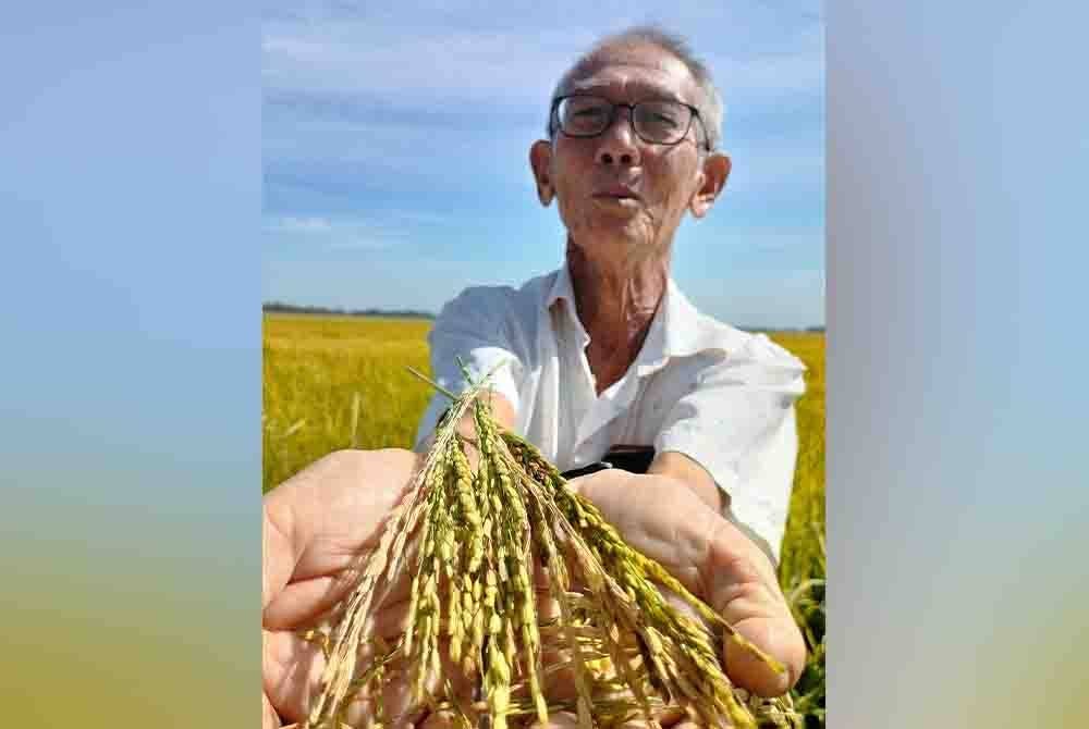 Law Ah Hoo menunjukkan sebahagian padi yang terhasil tidak berisi.