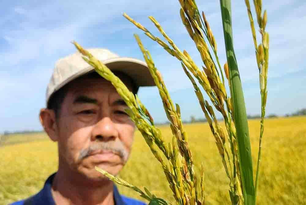 Har Khai Hong memeriksa padi yang dikatakan hampa atau tidak berisi selain berwarna kuning kehitaman dan ringan.